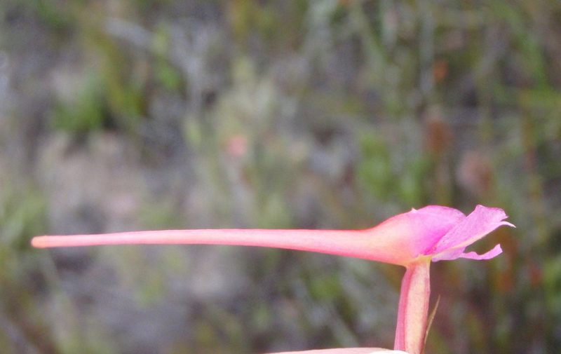 Disa porrecta, photographed by Nicola van Berkel