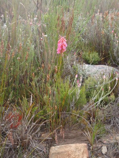 Disa porrecta, photographed by Nicola van Berkel