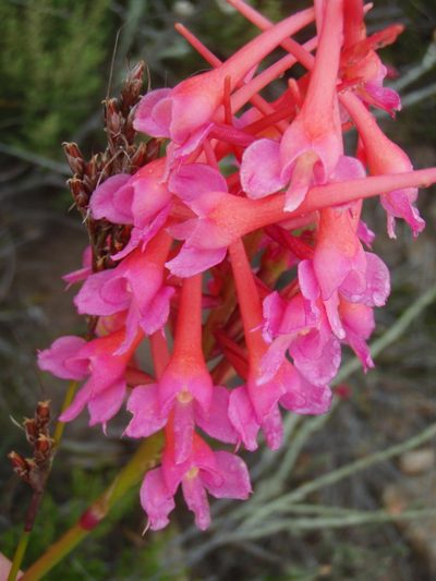 Disa porrecta, photographed by Nicola van Berkel