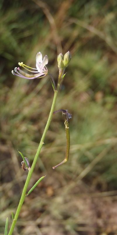 Cleome conrathii, photographed by Nicola van Berkel