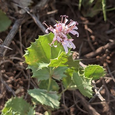 Acourtia nana, photographed by Dominic Gentilcore