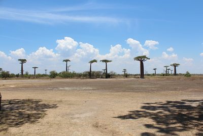 Adansonia grandidieri, photographed by Michael A. Alcorn