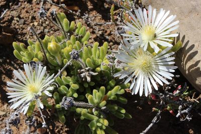 Drosanthemum eburneum, photographed by Tony Rebelo