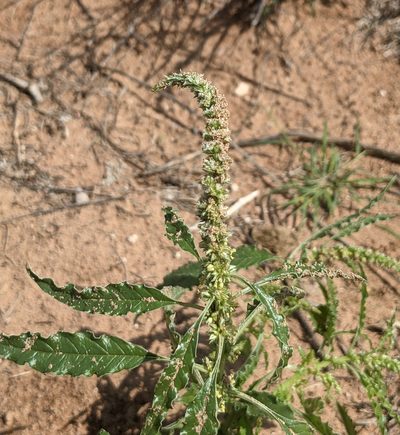 Amaranthus acanthochiton, photographed by Dominic Gentilcore