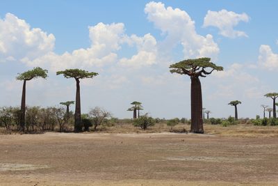 Adansonia grandidieri, photographed by Michael A. Alcorn
