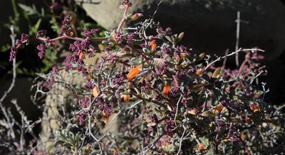 Aizoon sarcophyllum, photographed by Tony Rebelo