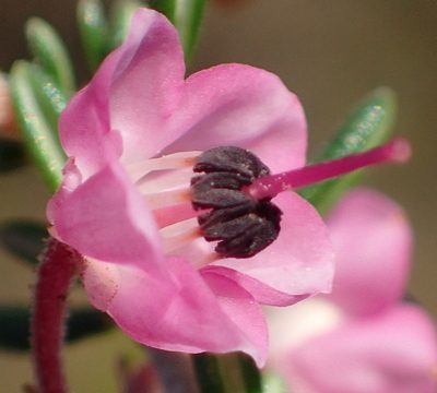 Erica canaliculata, photographed by Nicola van Berkel