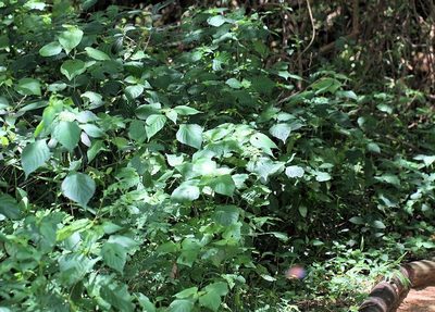 Justicia scandens, photographed by Wynand Uys