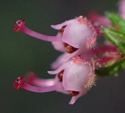 Erica copiosa, photographed by Nicola van Berkel