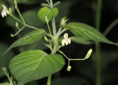 Justicia scandens, photographed by Wynand Uys
