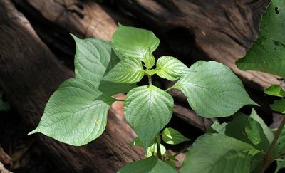 Justicia scandens, photographed by Wynand Uys