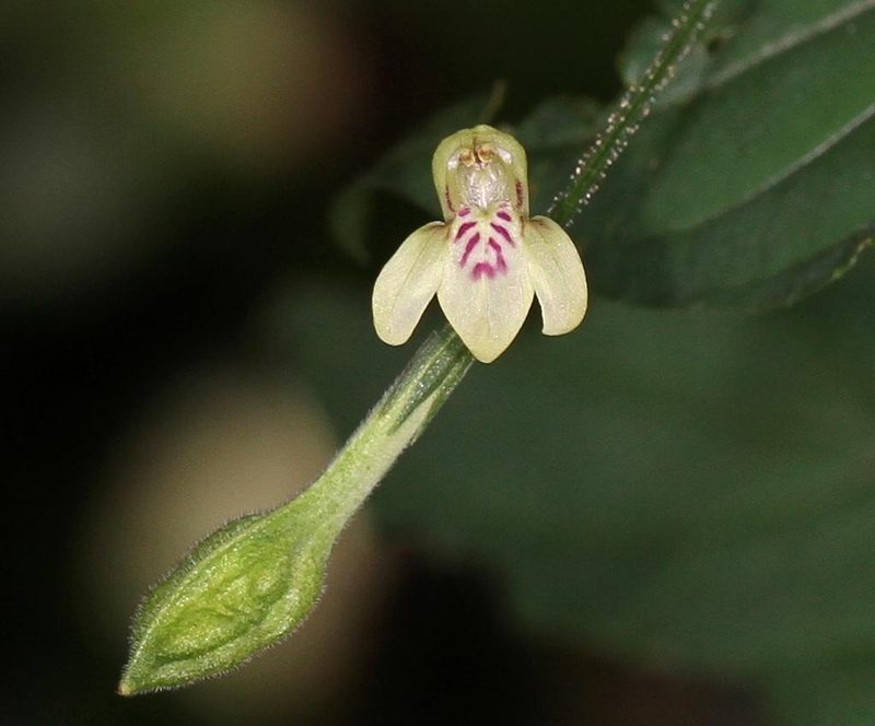 Justicia scandens, photographed by Wynand Uys