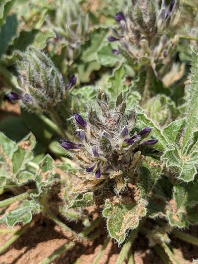 Pediomelum pentaphyllum, photographed by Dominic Gentilcore