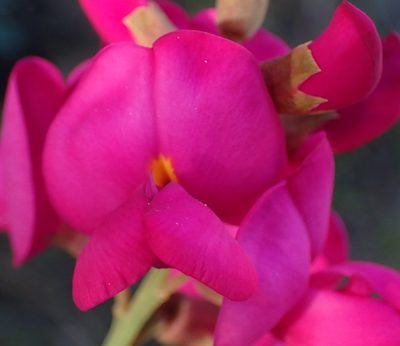 Hypocalyptus coluteoides, photographed by Nicola van Berkel