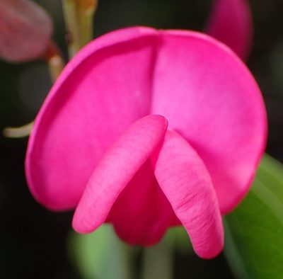 Hypocalyptus coluteoides, photographed by Nicola van Berkel