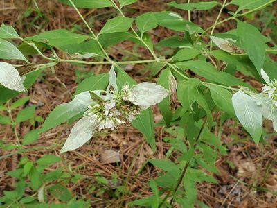 Pycnanthemum albescens, photographed by Samuel A Schmid, PhD, PWS