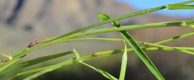 Bromus pectinatus, photographed by Tony Rebelo