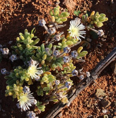 Drosanthemum eburneum, photographed by Tony Rebelo