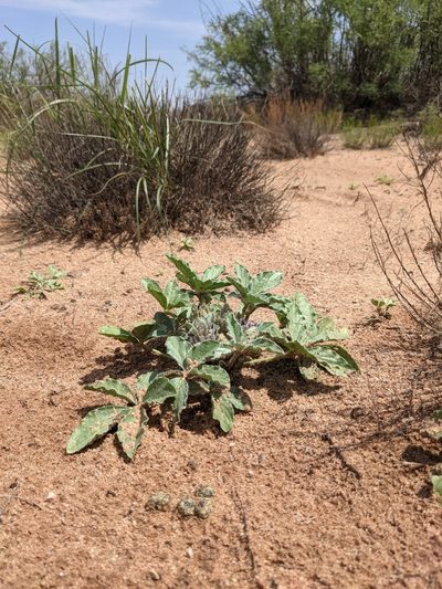 Pediomelum pentaphyllum, photographed by Dominic Gentilcore