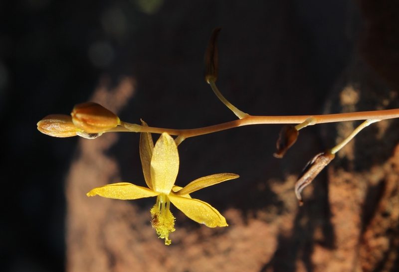 Bulbine succulenta, photographed by Tony Rebelo