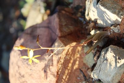 Bulbine succulenta, photographed by Tony Rebelo