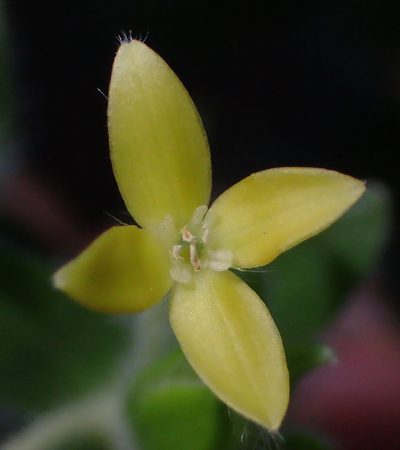 Gnidia virescens, photographed by Nicola van Berkel