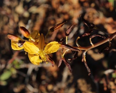 Bulbine succulenta, photographed by Tony Rebelo