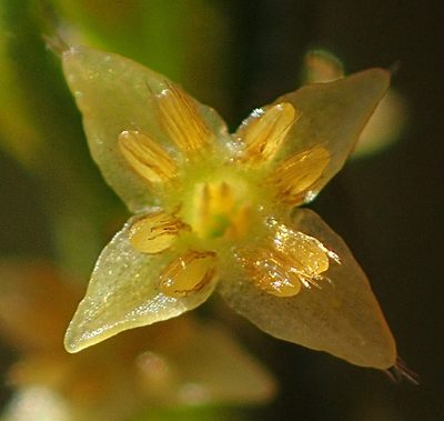 Struthiola parviflora, photographed by Nicola van Berkel