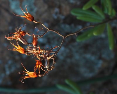 Tylecodon striatus, photographed by Tony Rebelo