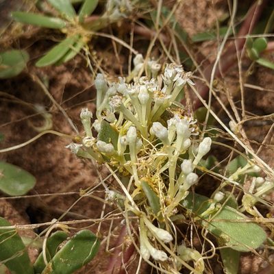 Cuscuta umbellata, photographed by Dominic Gentilcore