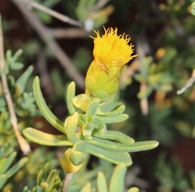 Pteronia glabrata, photographed by Tony Rebelo