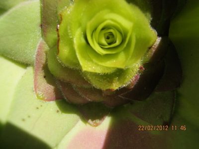 Leucadendron cordatum, photographed by Di Turner