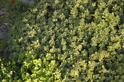Coleus neochilus, photographed by Tony Rebelo
