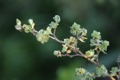 Cliffortia obcordata, photographed by Tony Rebelo