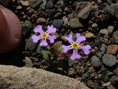 Zaluzianskya violacea, photographed by Tony Rebelo