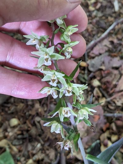 Epipactis purpurata, photographed by Piermario Maculan