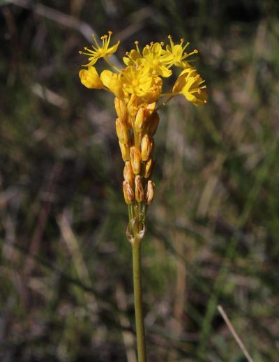 Bulbinella triquetra, photographed by Tony Rebelo