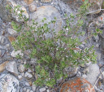 Indigofera pilgeriana, photographed by douglaseustonbrown