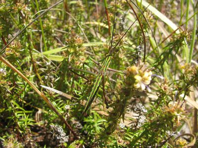 Wahlenbergia rubioides, photographed by douglaseustonbrown