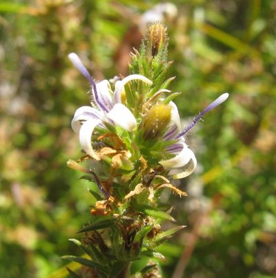 Wahlenbergia rubioides, photographed by douglaseustonbrown