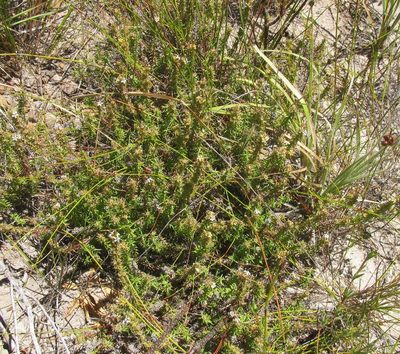 Wahlenbergia rubioides, photographed by douglaseustonbrown