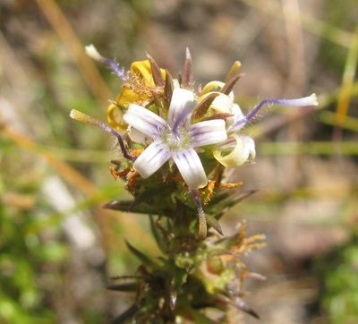 Wahlenbergia rubioides, photographed by douglaseustonbrown