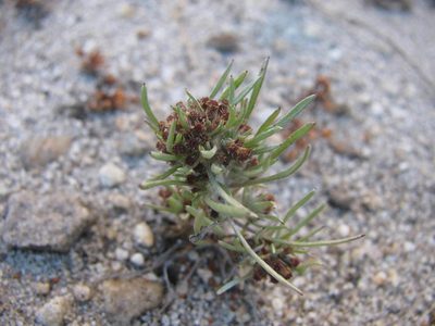 Gnaphalium pauciflorum, photographed by douglaseustonbrown