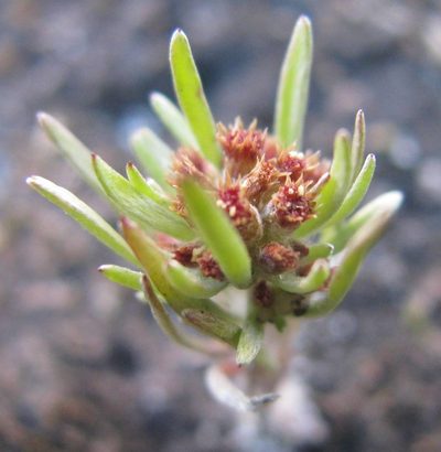 Gnaphalium pauciflorum, photographed by douglaseustonbrown