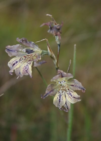 Gladiolus recurvus, photographed by Tony Rebelo