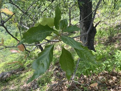 Quercus albocincta, photographed by Forest Botial-Jarvis