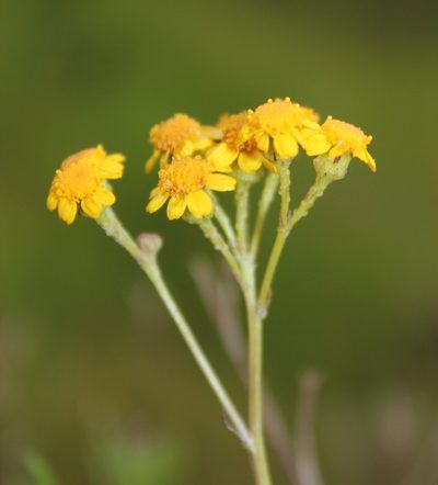 Senecio rosmarinifolius, photographed by Tony Rebelo