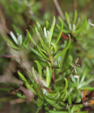 Senecio rosmarinifolius, photographed by Tony Rebelo