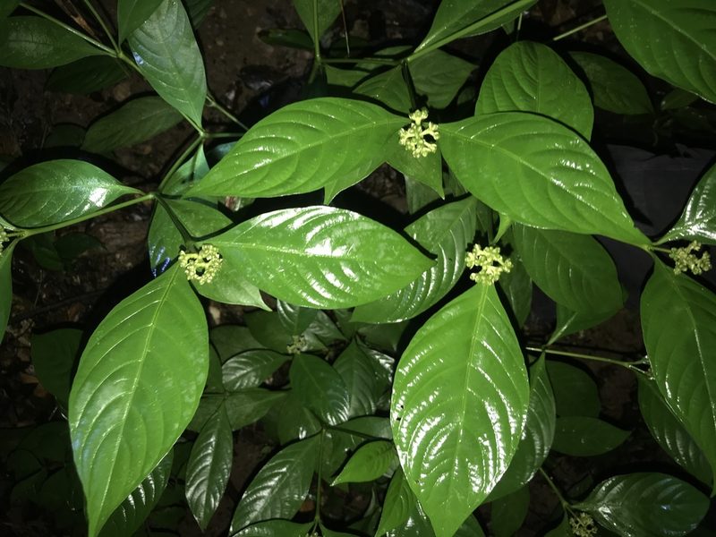 Palicourea gracilenta, photographed by fern Wildtruth