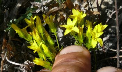Sebaea sulphurea, photographed by Tony Rebelo